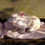 Peter Rabbit