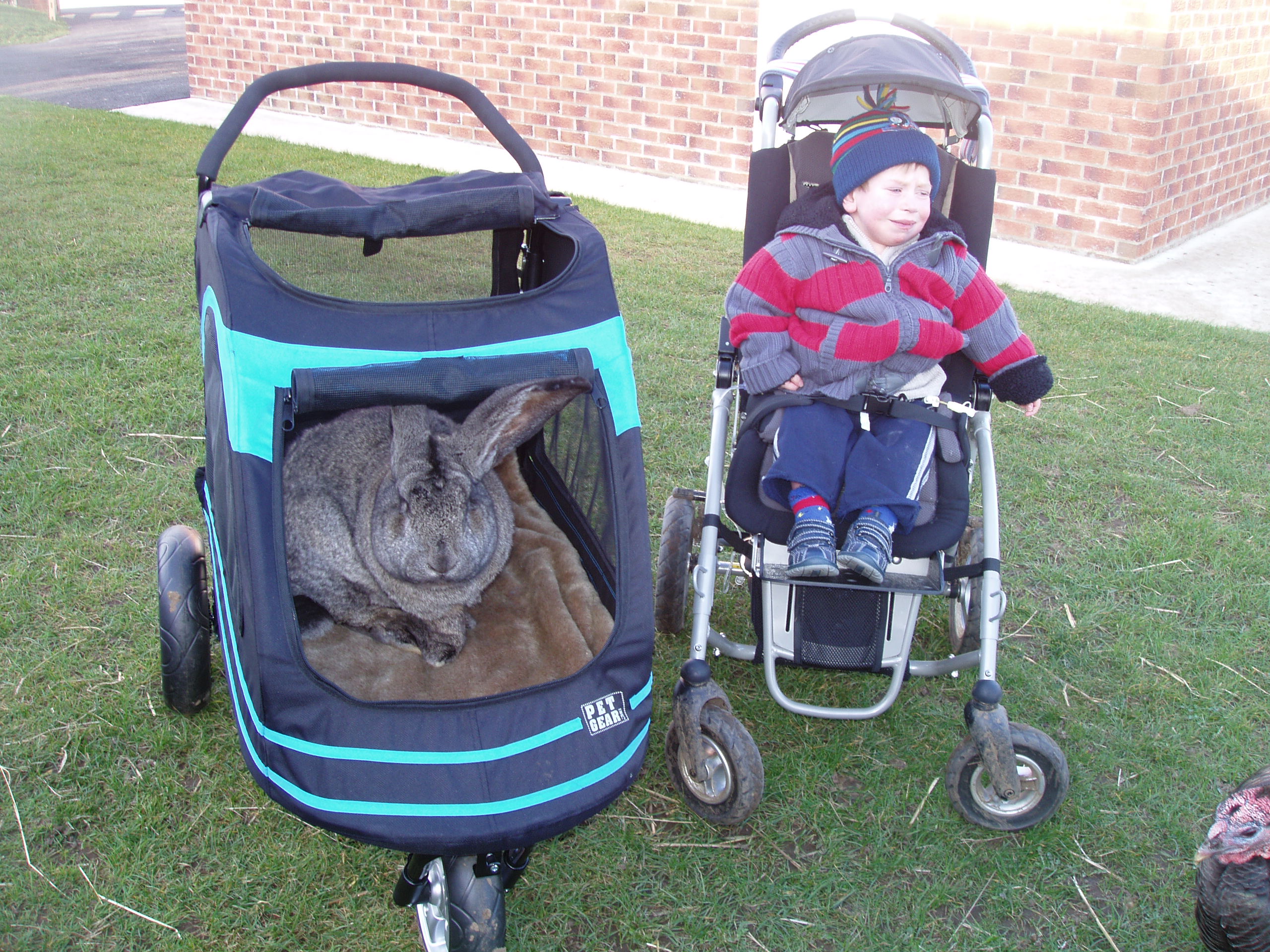 stroller for rabbit