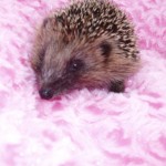 Baby Hoglet