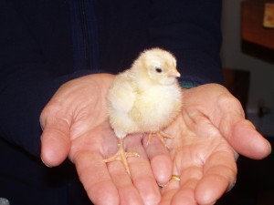 Baby chick