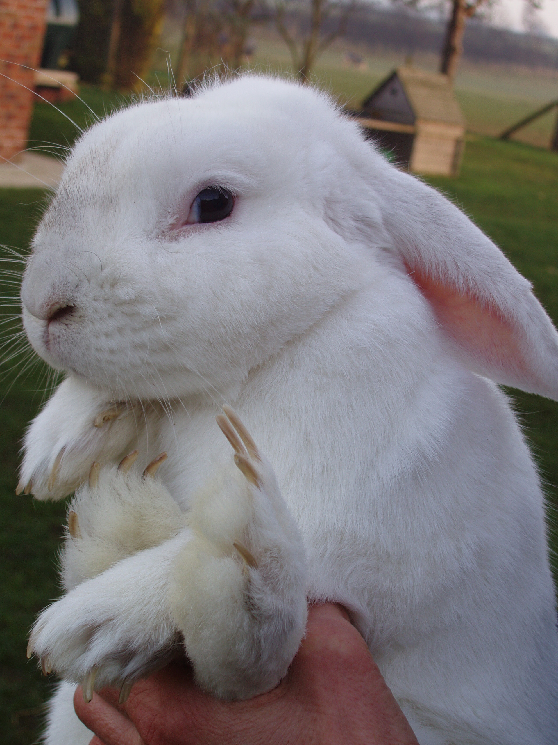 Bugle Rabbit Before pedicure – Nuzzlets